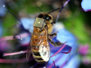 Alig használt méhecske, csiptuninggal