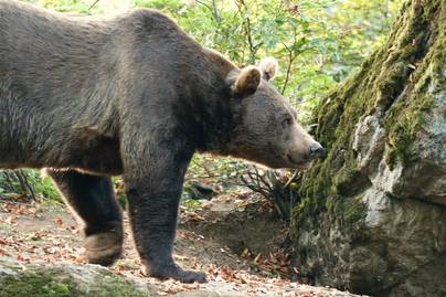 Óriási barnamedve kóborol Nógárdban: fotó is készült az állatról