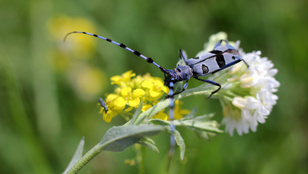Íme a 3+1 legszebb rovar Magyarországról