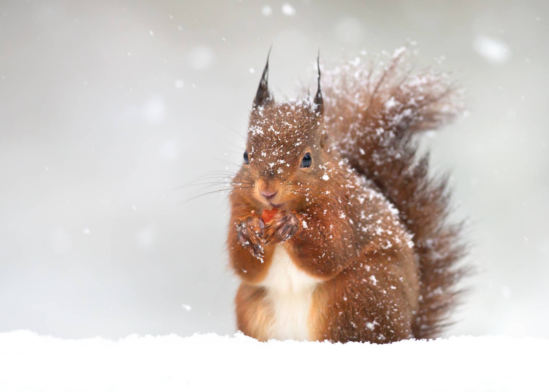 Ezektől a téli, állatos képektől garantáltan elolvadsz - Zseniális fotókat készít a 21 éves természetfotós