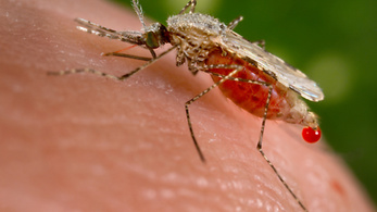 A maláriát terjesztő szúnyog DNS-ének átszerkesztésével száműzik a betegséget