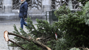 Meghalt egy nő Belgiumban, miután rádőlt egy karácsonyfa