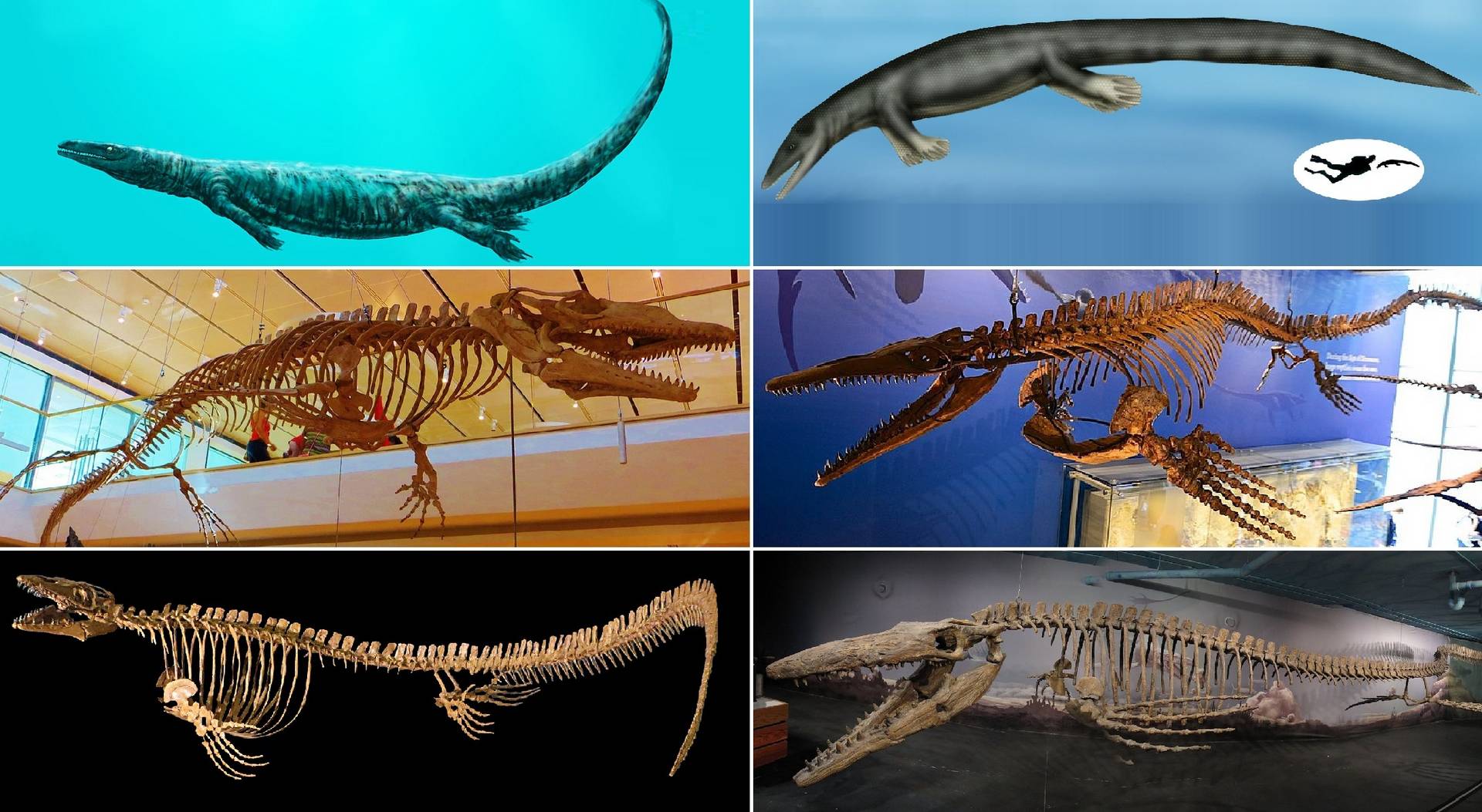 Új tengeri dinoszaurusz maradványok