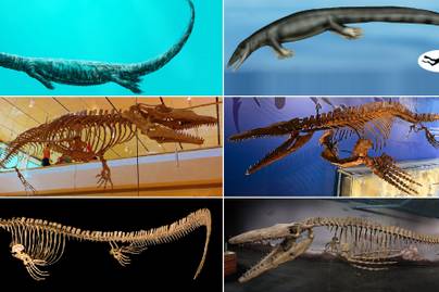 Kék sárkány élhetett az óceán mélyén - 72 millió éves maradványokat fedeztek fel Japán közelében