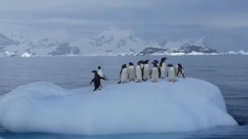Amíg a bejglire vár, nézze meg ezeket a hintázó pingvineket!