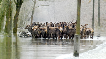 Gondot okozhat a Duna áradása a Gemenci-erdő vadállományának
