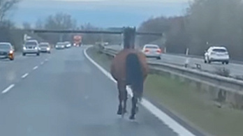 Forgalommal szemben ügetett egy ló az autópályán