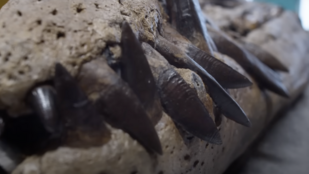 Több mint 150 millió éves tengeri szörny maradványaira bukkantak