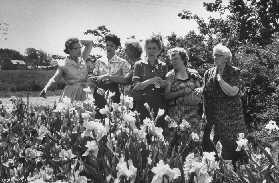 Hölgyek tanulják a virágápolás művészetét a Floralore Írisz Klubban, 1956-ban.
