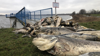 Borzasztó képeken, ahogy a halak pusztulnak az egyik jelentős víztározóban