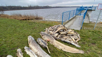 Ez okozhatta a halak pusztulását a Pátkai-víztározónál