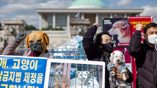 Dél-Koreában tilos lesz kutyát vágni és megvenni a húsát, de megenni továbbra is legális