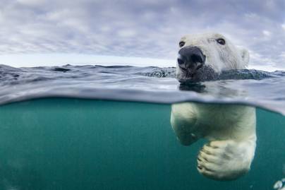 Kutyusként játszott a jéghideg vízben a jegesmedve: imádni való felvétel készült róla