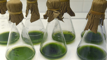 Zöld algák áramtermelő képességét vizsgálták szegedi kutatók
