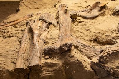 Bibliai óriás lábcsontjának hitték az első dinóleletet - Így néz ki a valóságban a Megalosaurus