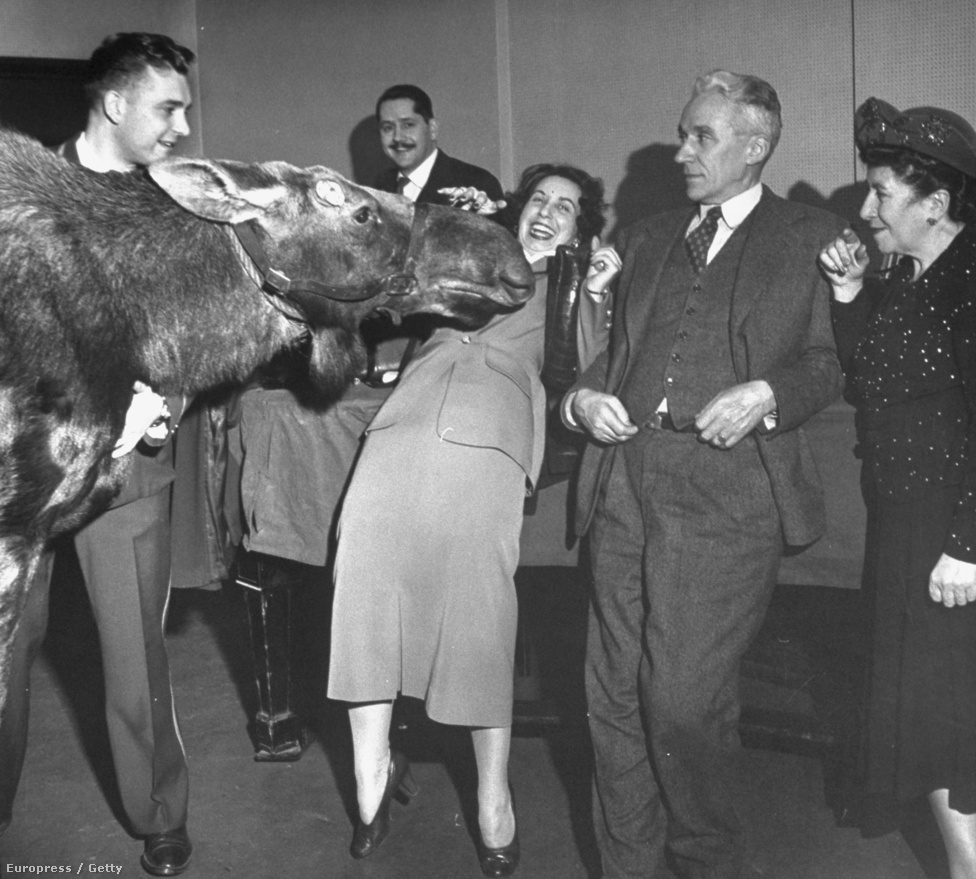 Egy jávorszarvas, egy reklám készítése közben, összeszimatol egy nőt egy rádió épületében. 1948.