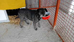 Hazatért tiszakécskei gazdáihoz egy két és fél éve elveszett kutya
