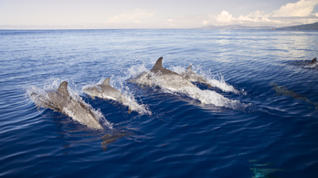 Több tucatnyi delfin pusztult el Új-Zéland partjainál