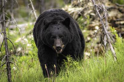 Az erdőben túrázott a nő, amikor követni kezdte a medve: hihetetlen, hogyan reagált