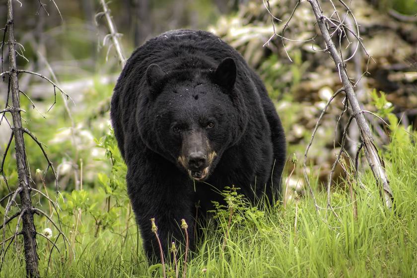 Az erdőben túrázott a nő, amikor követni kezdte a medve: hihetetlen, hogyan reagált