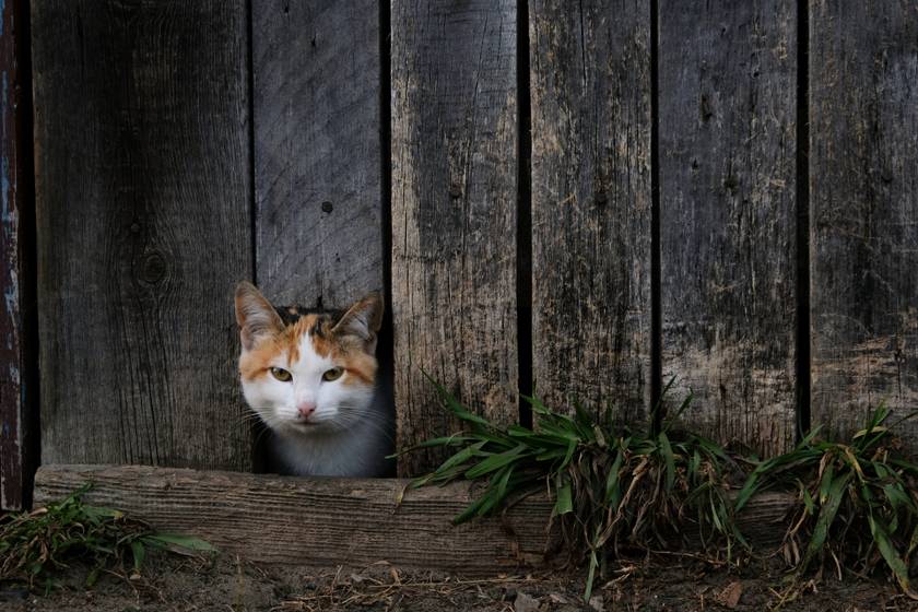 Segítséget kért a macska a kerítés résén keresztül, szívmelengető titkot rejtegetett: megható módon vált jobbá a sorsa