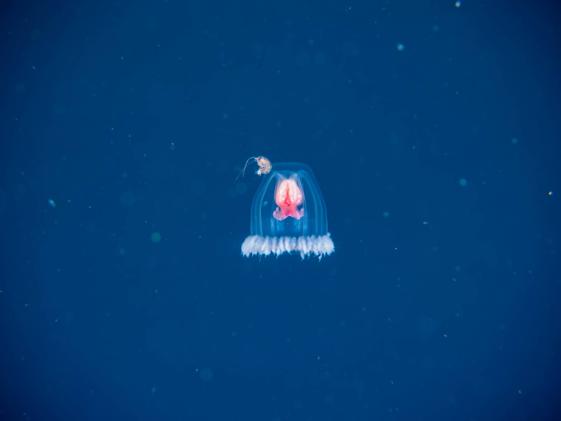 A halhatatlan medúza titka