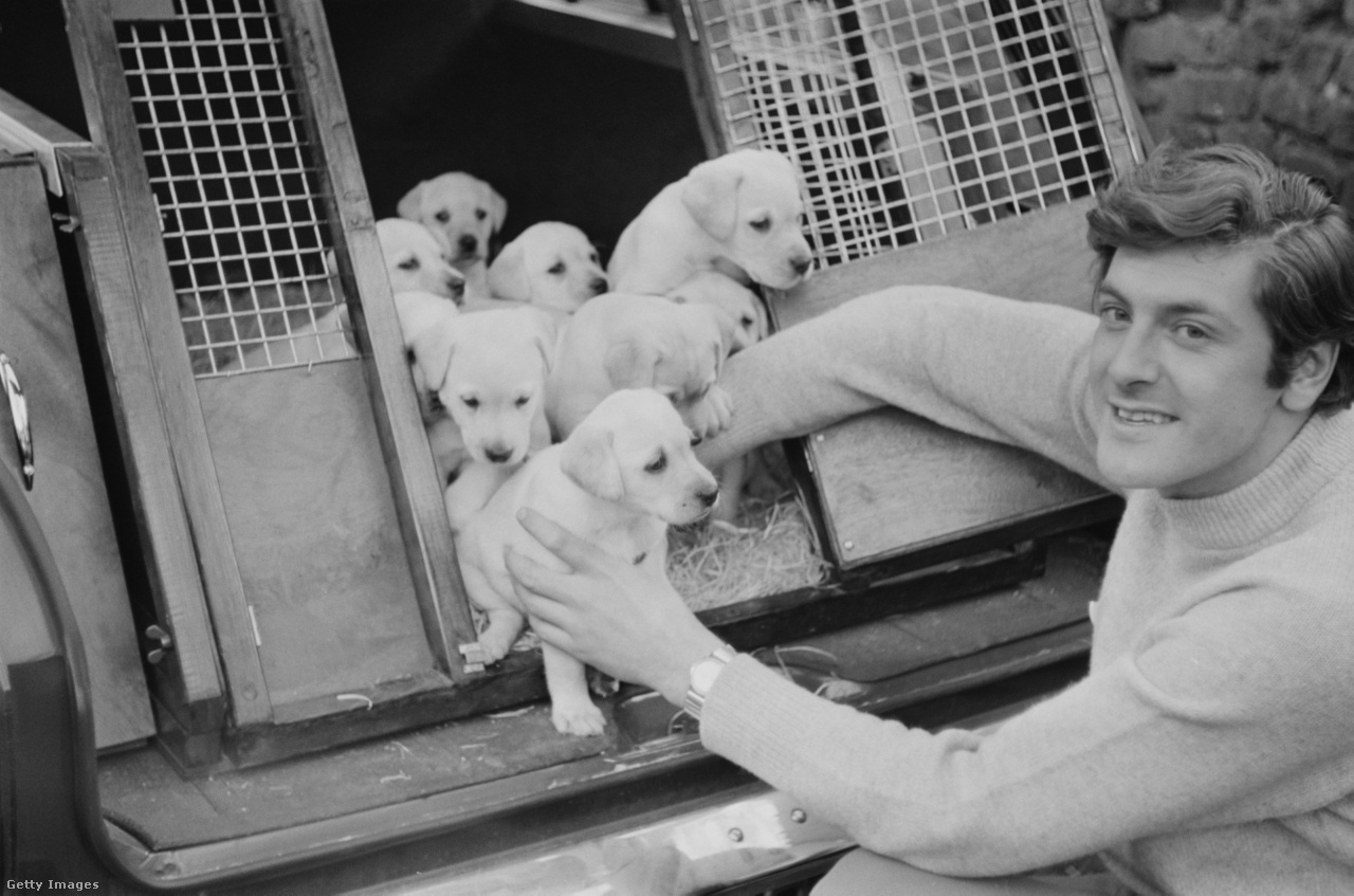 Egyesült Királyság, 1968. április 4. Peter Purves brit televíziós műsorvezető és színész vakvezető kutya képzésre váró labrador kölykökkel
                        