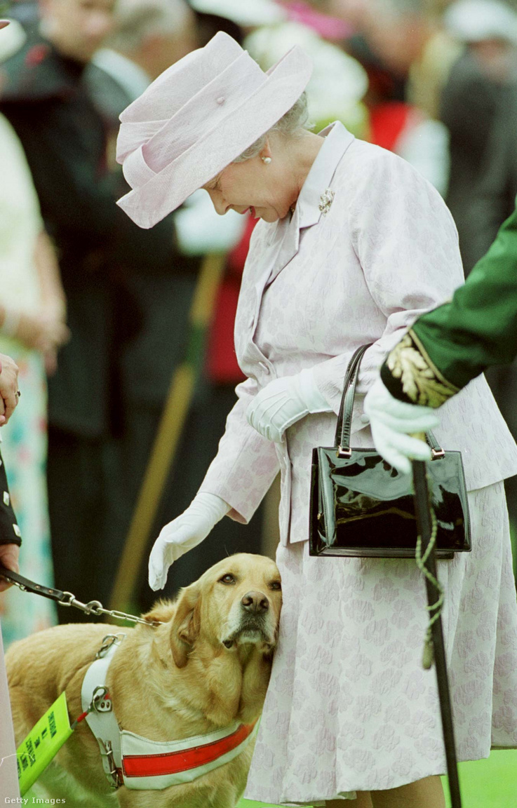 Edinburgh-i Holyrood-palota, 1999. július 6. II. Erzsébet királynőnek bemutatják Quornt, a vakvezető kutyát egy kerti partin