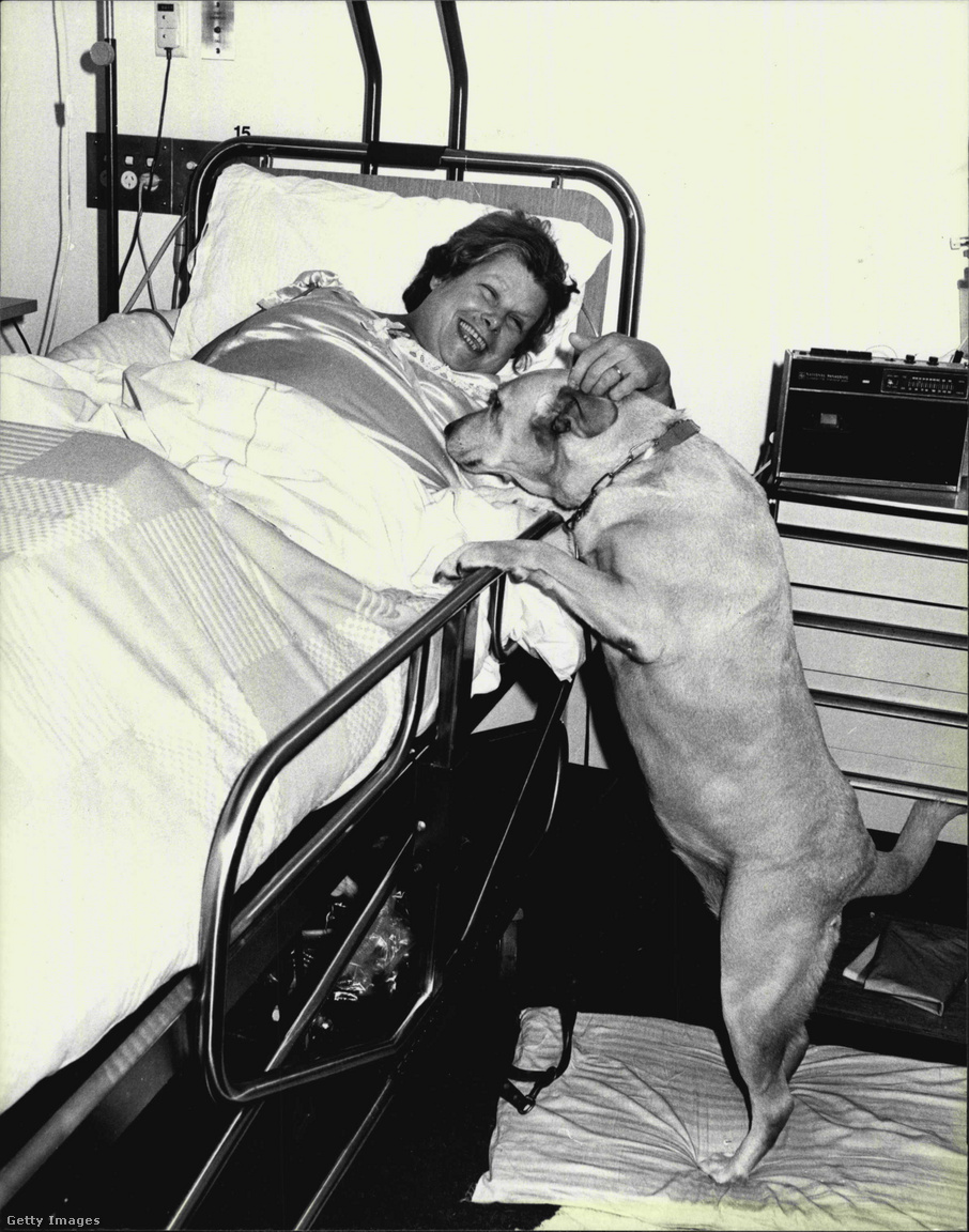 Ausztrália, Royal North Shore Kórház, 1977. május 16. Lorna McDonall vakvezető kutyájával Kerry-vel az ágya mellett 