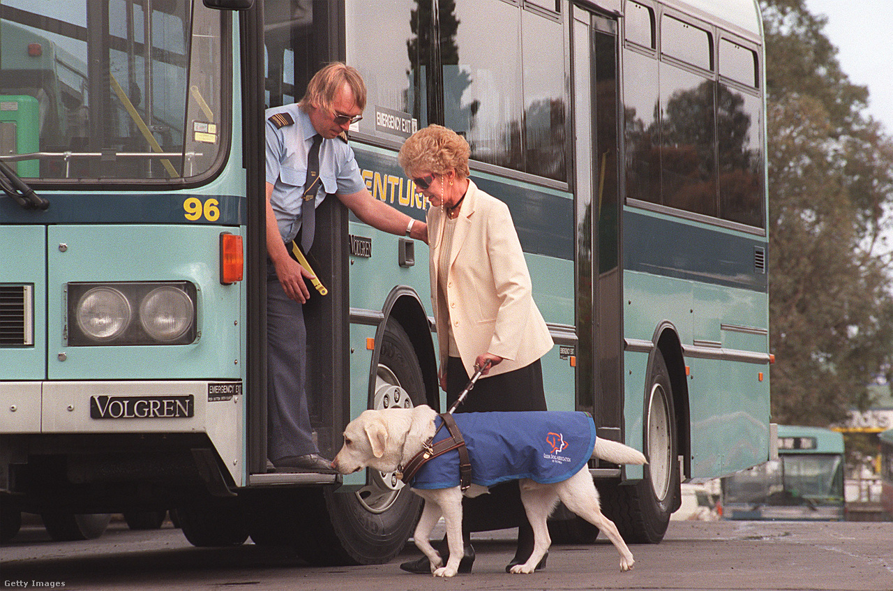 Ausztrália, 1997. november 11. Joan Smith-t és vakvezető kutyáját Jerry Van Zanten sofőr segíti fel a buszra
                        