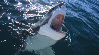 Véres fogú cápát mosott partra a víz Spanyolországban, megpróbálták visszalökni a tengerbe