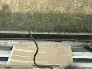 Lapulva repül 30 métert egy kígyó