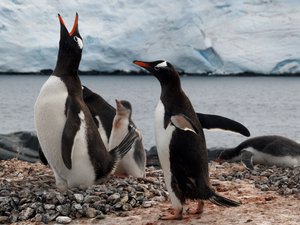A Magellán-pingvinek nem bírják a klímaváltozást