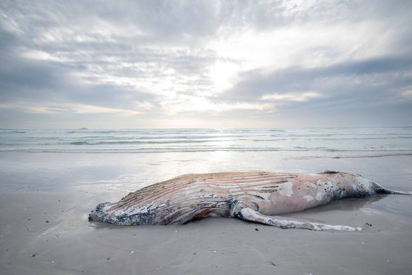 Arc nélküli tengeri szörny bukkant fel a parton - Soha nem látott teremtményt fedezett fel egy járókelő