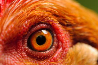 Óriásit mennek az interneten ezek a horrorisztikus külsejű csirkék: sárkányokhoz hasonlítják őket