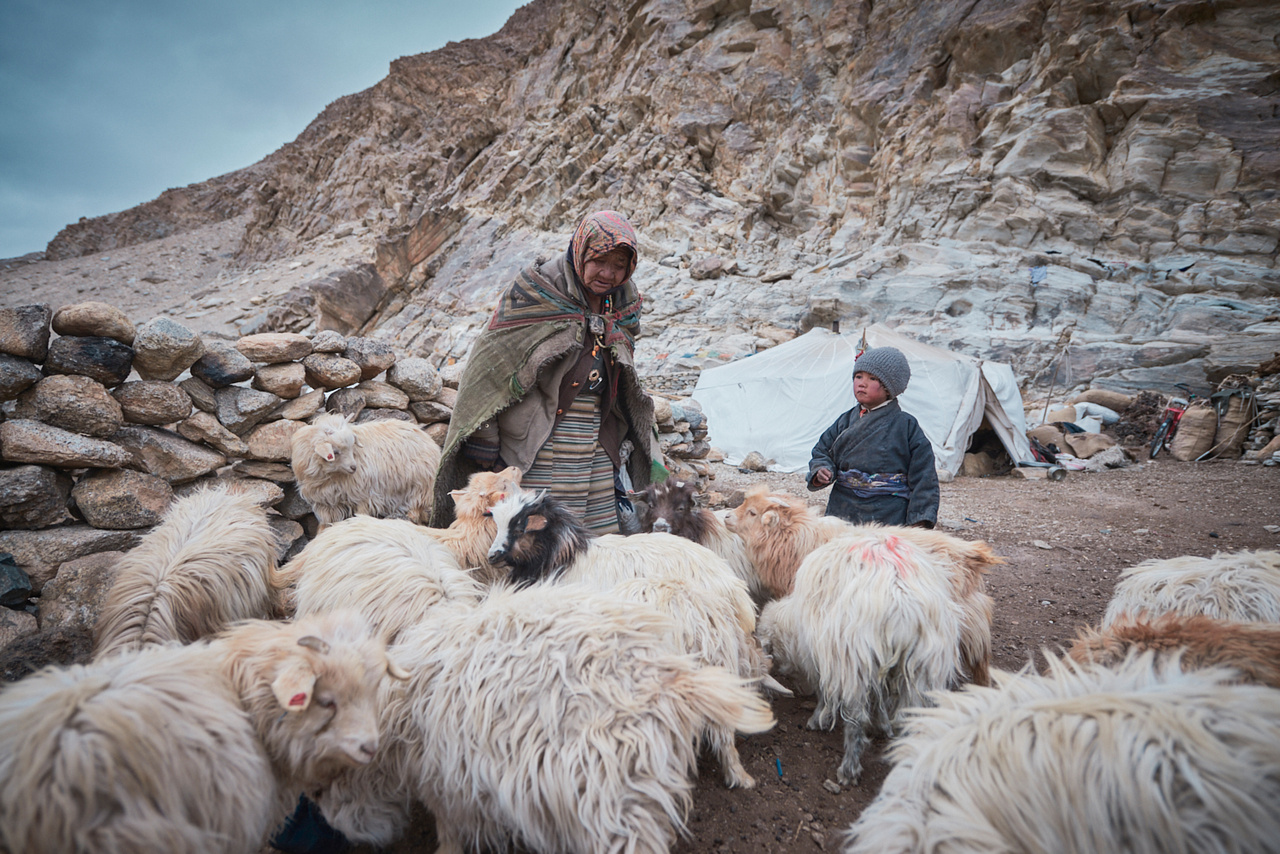 Nomád nagymama és kis unokája nap végén leellenőrzik a legelőről hazatért pashmina kecskék állapotát, valamint melegített zabot adnak a szoptatós kecskéknek, hogy jobban legyen tejük (Ladakh, 2018. január)