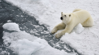 A jég olvadásával a jegesmedvéket éhhalál fenyegeti
