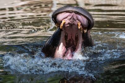 Szökni próbált a hatalmas víziló az állatkertből: döbbenetes, hogyan reagált az egyik biztonsági őr
