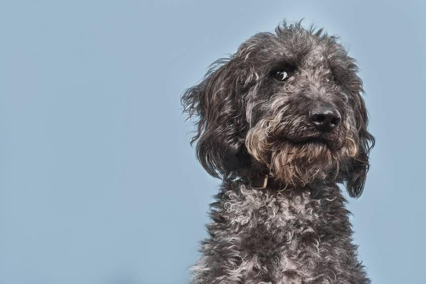 A kutyusok imádnivaló személyiségét örökítette meg a fotós: egyenesen a lelkükbe látsz