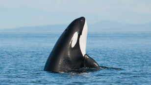 Tudósok leleplezték miért énekelnek a bálnák a víz alatt
