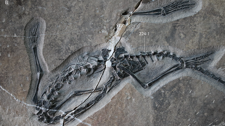 Egy 240 millió éves tengeri hüllőt fedeztek fel, amely a kínai sárkányra hasonlít