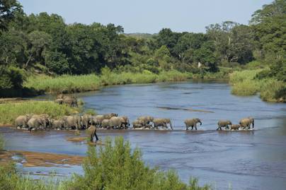 Rózsaszín elefántbébit videóztak Afrikában: meglepő a jelenség oka
