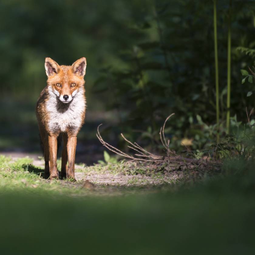 Ellopta egy állatvédő telefonját a kíváncsi róka: zseniális felvételt készített vele