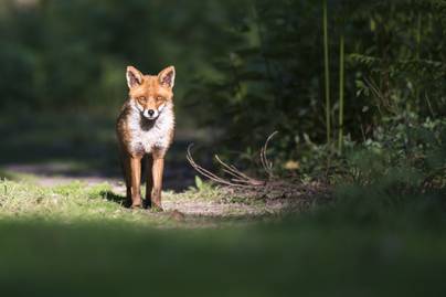 Ellopta egy állatvédő telefonját a kíváncsi róka: zseniális felvételt készített vele