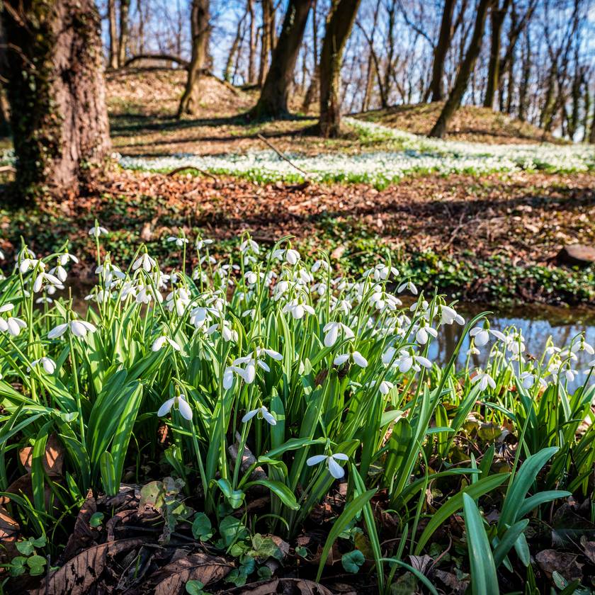 8 varázslatos kirándulóhely, ahova már berobbant a tavasz: hóvirágmező közepén sétálhatsz