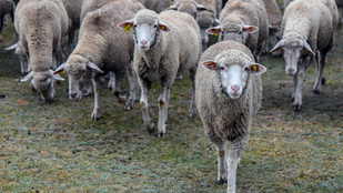 Olasz gyomorban végzi a legtöbb magyar bárány