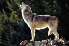 Megdöbbentő, ami kiderült a kilőtt svájci farkas útjáról: te is elsétálhattál mellette