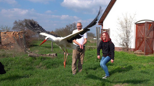 Nyolc hónapos lábadozás után újra szárnyra kapott Visske, a kölyök gólya