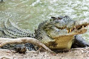 Krokodilok felöklendezett szőrlabdáit gyűjtik az ausztrálok
