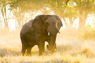 Turistabuszra támadt a gigantikus elefánt: megrázó felvételek készültek az esetről